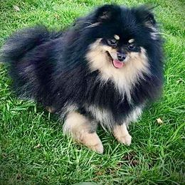 Teresita - Black and tan female Pomeranian puppy in Las Vegas, Nevada from SuperNova  & Mystic Magic Pomeranians