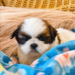 Lemon - Gold and white female Shih Tzu puppy in North Carolina from WillowCreek Mountain View Shih Tzu