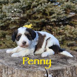 Penny - Brown and white female Bernedoodle puppy in Heyworth, Illinois from Cobble Creek Puppies