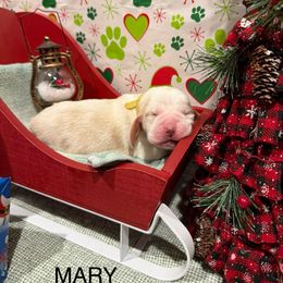 Mary - Lemon and white female Basset Hound puppy in Lagrange, Georgia from Tall Oak Bassets