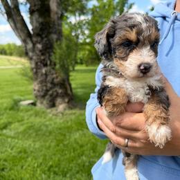 Rita - Blue merle female Bernedoodle puppy in Warrensburg, Missouri from Dreamer Ridge Puppies