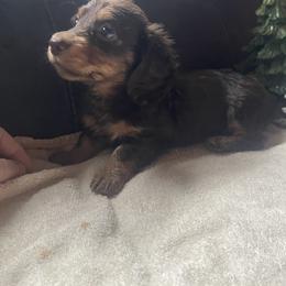 Dark Chocolate Girl - Chocolate and tan female Dachshund puppy in California from Wild Weenies - Dachshund Ranch