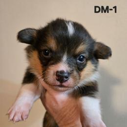 DM-1 - Black and tan male Pembroke Welsh Corgi puppy in Ely, Minnesota from RJ's Corgis
