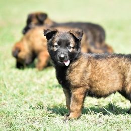 Belgian Malinois and xDutch Shepherd Puppies from Ruach Kaizen Malinois