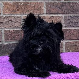 Laney - Black and tan female Yorkshire Terrier puppy in Georgia from Berggipfel Yorkies