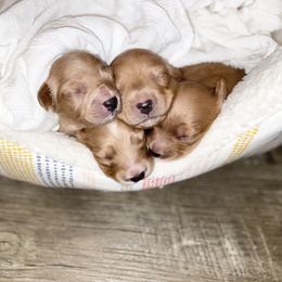 Boy 1 - Dachshund puppy in Alpine, California from Christie's Doxies