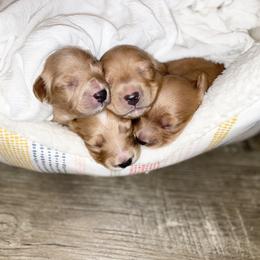 Boy 1 - Dachshund puppy in Alpine, California from Christie's Doxies