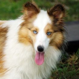 Nemo - Shetland Sheepdog