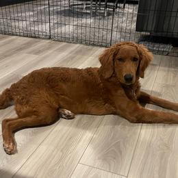 Goldendoodles from Westmorelandislandpups