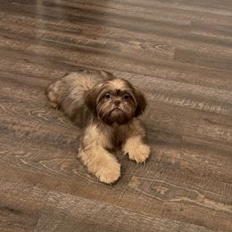 Girl2 - Shih Tzu puppy in Kissimmee, Florida from Bebe AKC Puppies