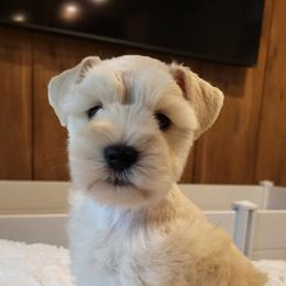 Harmony - Wheaten female Miniature Schnauzer puppy in Crestview, Florida from Mert's Creek Miniature Schnauzers