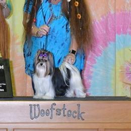 Biewer Terriers from White Rose Biewer Terriers