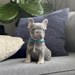 Boy 3 - Tricolors male French Bulldog puppy in Bolingbrook, Illinois from Yara the Frenchie