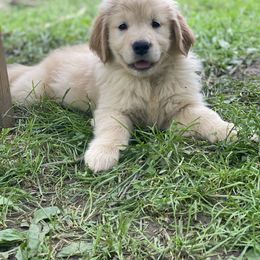 Golden Retriever and Siberian Husky Puppies from Nevani Goldens & Siberians
