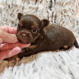 Chocolate, tan, white markings. - Chocolate female Chihuahua puppy in Richmond, Virginia from Breens