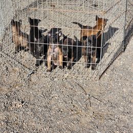 Belgian Malinois Puppies from Keith's Belgian Malinois