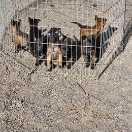 Belgian Malinois Puppies from Keith's Belgian Malinois