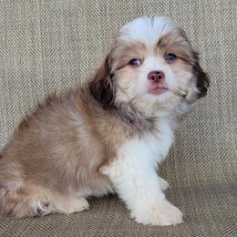 Sofia - Brown and white female Shichon puppy in Limestone, Tennessee from Pilot Hill Teddy Bear Puppies