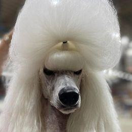 Poodles from Golden Hour