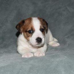 Rosemary Boy 2 - White and tan male Russell Terrier puppy in Middletown, Virginia from DBF Russell Terriers