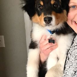 Australian Shepherd Puppies from 4t Aussies