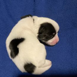 Maltipoo, Morkie, and Yorkipoo Puppies from Danza Bolo