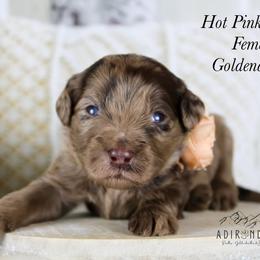 Hot Pink Collar - Merle female Goldendoodle puppy in Plattsburgh, New York from Adirondack Poodles Goldendoodles,Bernedoodles & Schnoodles