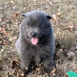 Sterling - Blue male Pomeranian puppy in Raymondville, Missouri from Pampered Pomskies