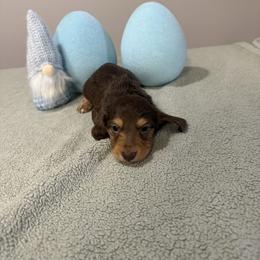 Bruno - Chocolate and tan male Dachshund puppy in Dawson, Alabama from Bells Dashing Dachshunds