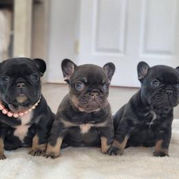 French Bulldog Puppies from Emeraldfrenchies