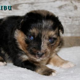 Malibu - Blue merle male Miniature Australian Shepherd puppy in Paris, Texas from Kuttin’ Up Mini Aussies
