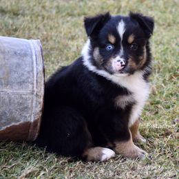 Pistachio - Black tri male Miniature Australian Shepherd puppy in Evant, Texas from Lazy VT Bar Ranch