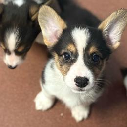 Boy 4 - Sable male Pembroke Welsh Corgi puppy in Sacramento, California from 777 Corgis