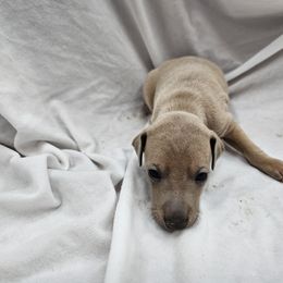 Italian Greyhound Puppies from Heartland Iggys