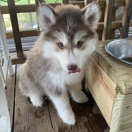Siberian Husky Puppies from TRUHUSKY SIBERIANS