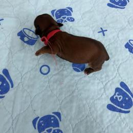 Copper - Red sable male Havanese puppy in Hampton, Virginia from Nevin Keeney