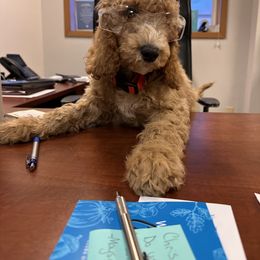 Goldendoodle Puppies from Puppy Love
