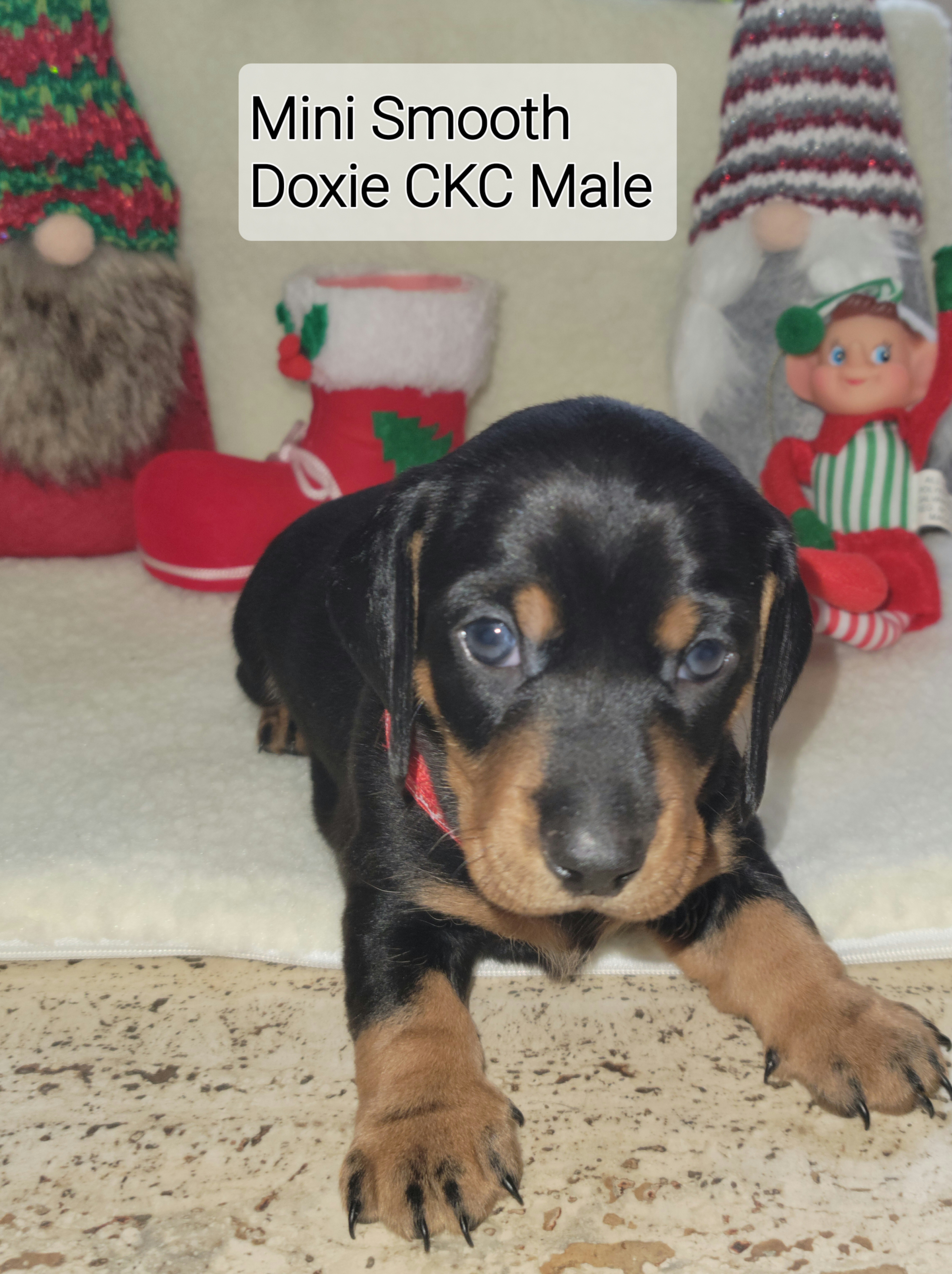 Dachshund Puppies from Evie's Mini Smooth Doxie Ranch