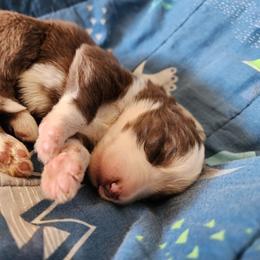 Iris - Liver female German Shepherd puppy in Los Lunas, New Mexico from Mali's German Shepherds LLC