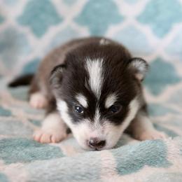 Red Collar - Black and white male Pomsky puppy in St. Peters, Missouri from Saint Peters Pomskies