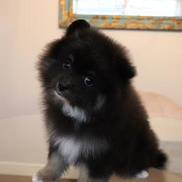 Pomeranian Puppies from Eelan’s Poms