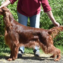 Julie - Irish Setter