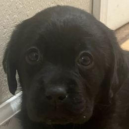 Hermione - Black Labrador Retriever puppy in Eugene, Oregon from LakeHouse Labrador Retriever LLC