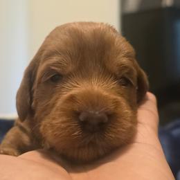 Pumpkin Purple - Red male Labradoodle puppy in Commerce City, Colorado from Playful Paws Labradoodles