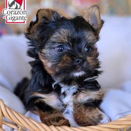 Johny Cage - Black and tan male Yorkshire Terrier puppy in California from Corazon de gigante