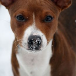 Rat Terrier Puppies from River Ridge Rat Terriers