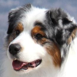 JJ - Australian Shepherd