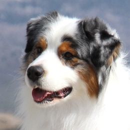 JJ - Australian Shepherd