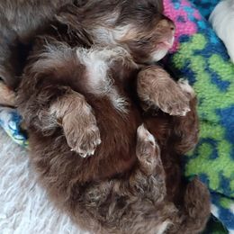 Pixie pup 3 - Chocolate and tan male Pomeranian puppy in Carrollton, Georgia from B AND R'S POMERANIAN'S