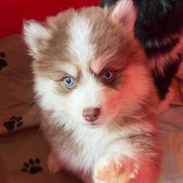 Chowder - Chocolate male Pomsky puppy in Mc Minnville, Oregon from West Coast Pomskies